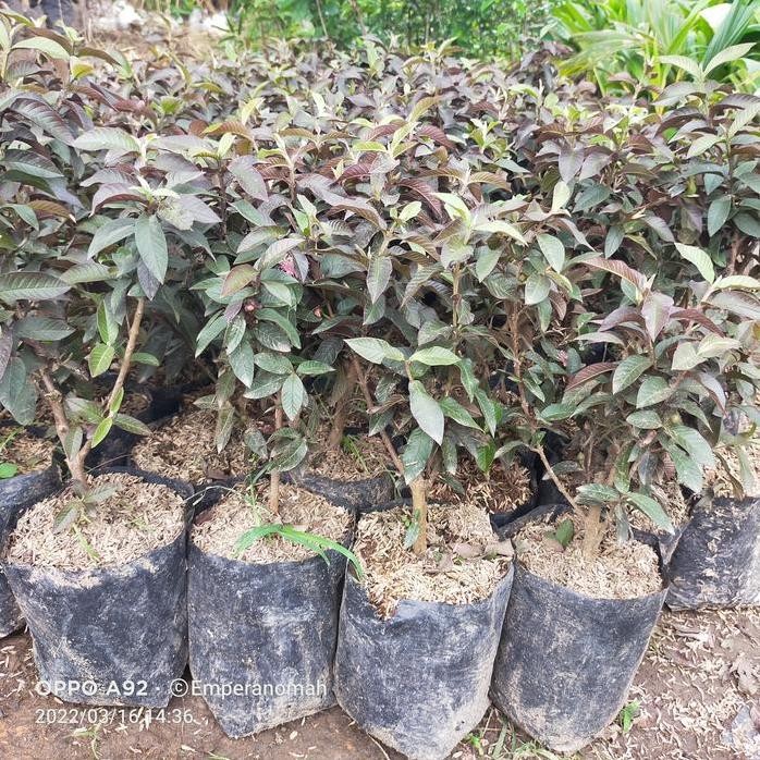 

Terlaris Bibit Tanaman Buah Jambu Biji Australia Jambu Biji Mini Merah