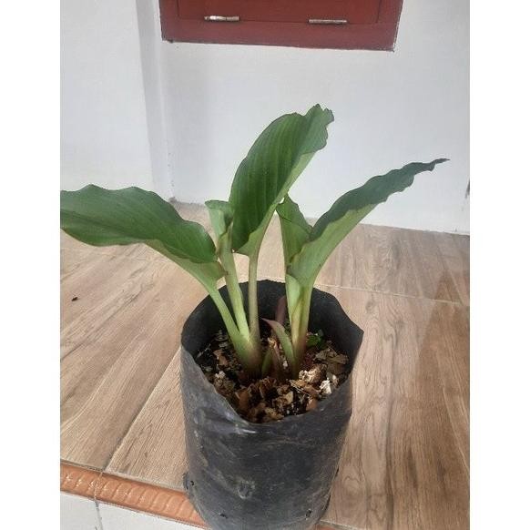 

Terlaris Bibit Kunyit Hitam Siap Panen Dobbga 7412Nt