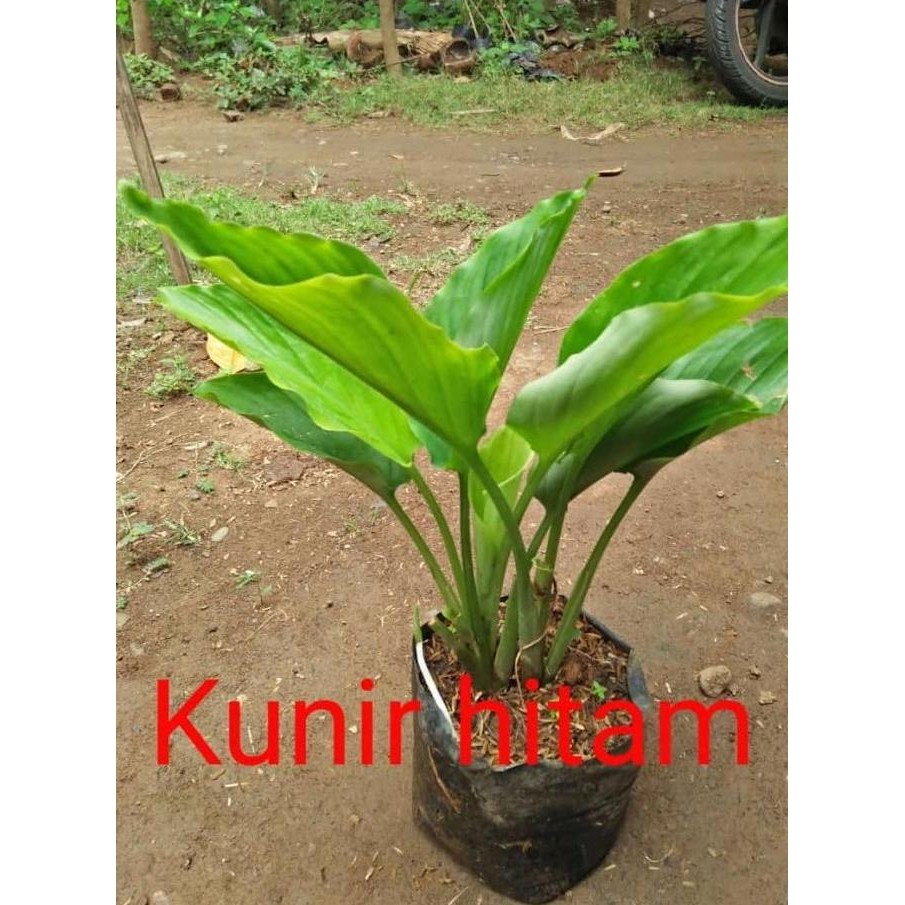 

Terlaris Promo Bibit Tanaman Kunir/Kunyit Hitam - Banyak Di Cari