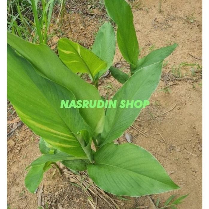 

Terlaris Bibit Kunyit Sayur Kunyit Kuning Siap Tanam