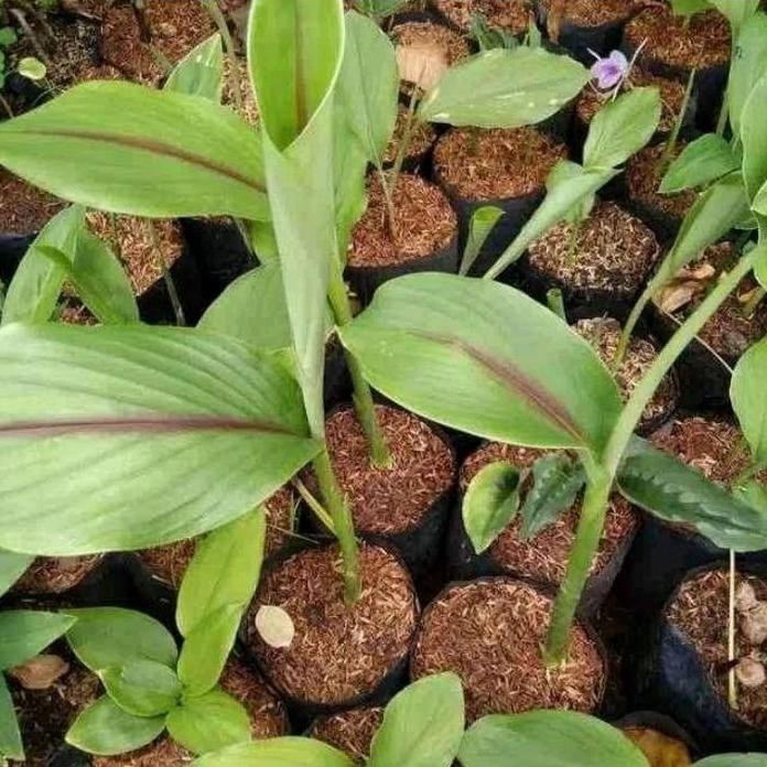 

Terlaris Bibit Temu Putih/Kunyit Putih/Curcuma Zedoaria