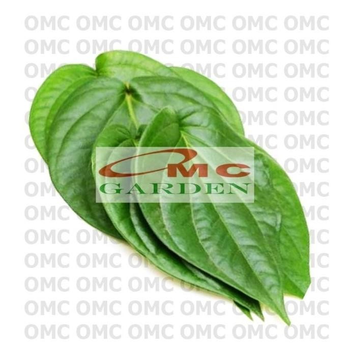 

Terlaris Promo Special Bibit Pohon Daun Sirih Hijau Tanaman Hias Minuman Obat Herbal Ds-1020