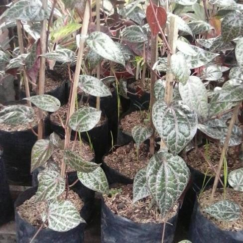 

Terlaris Bibit Daun Sirih Merah Kobltu 6974Su