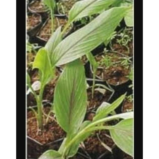 

Terlaris Kukuring Bibit Kunyit Putih ( Curcuma Zedoaria )