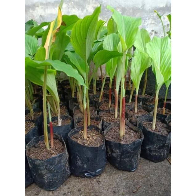 Terlaris Bibit Kunyit Hitam Original