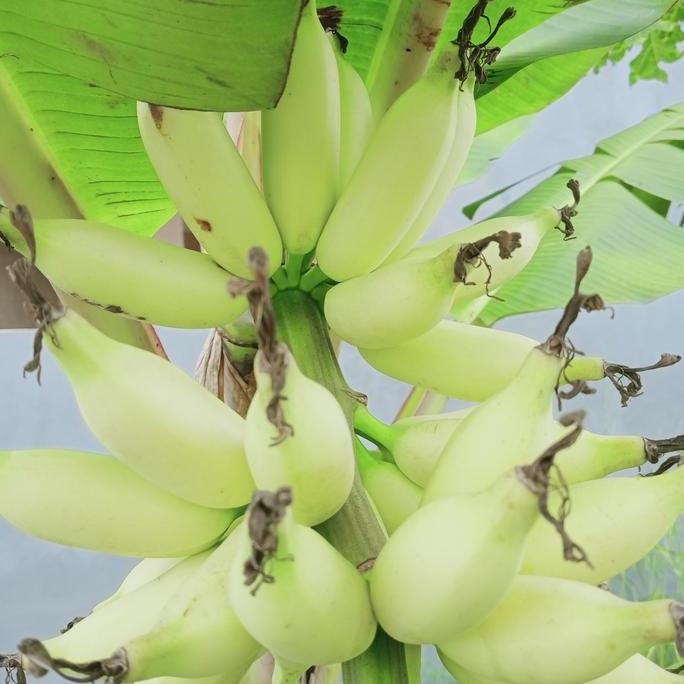 bibit pisang mas gading UNGGULAN