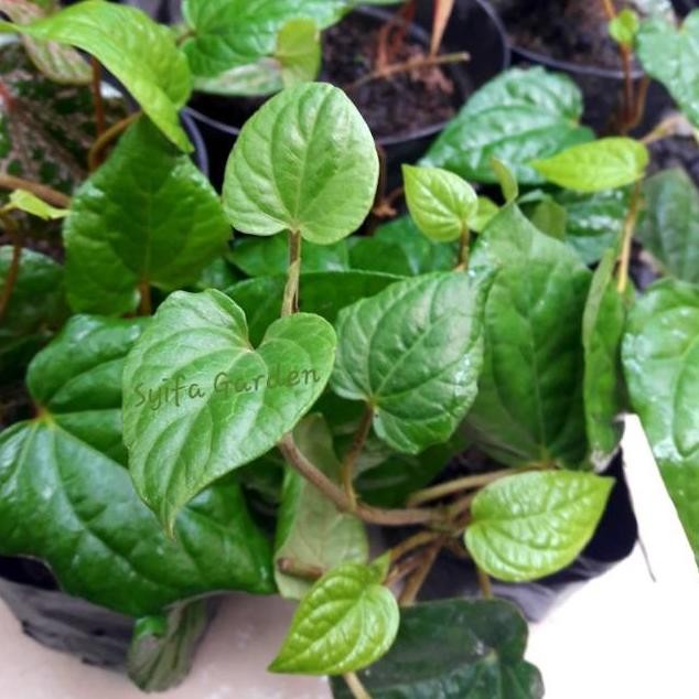 

Terlaris Bibit Tanaman Herbal Daun Sirih Hijau Termurah Bibit Sirih Hijau