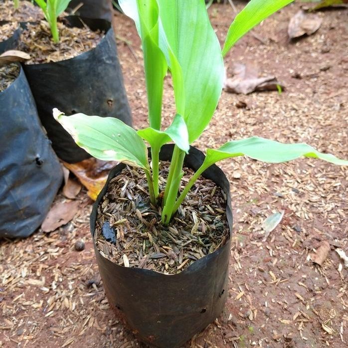 

Terlaris Bibit Tanaman Kunyi Masak - Kunyit Bumbu - Kunir