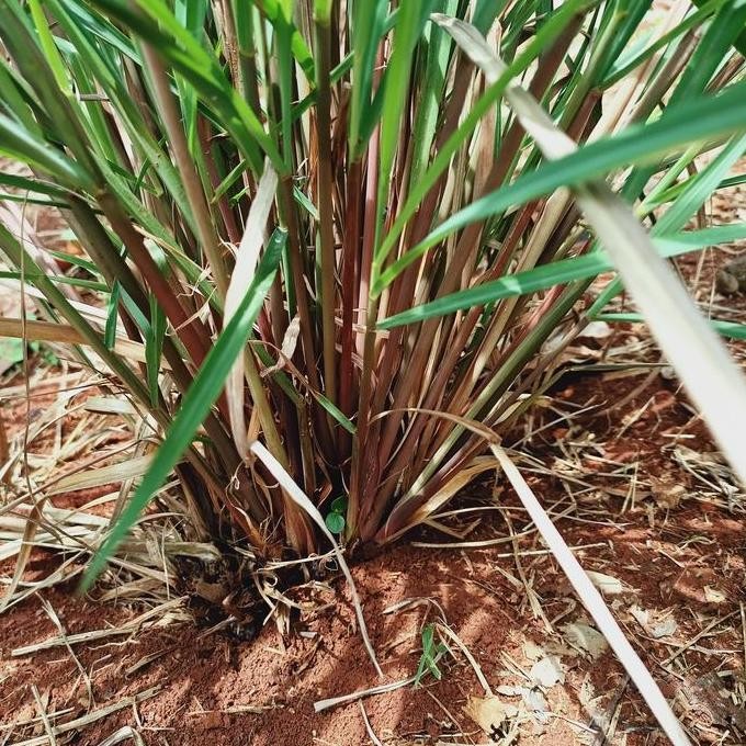 

Terlaris Bibit Sereh Merah Herbal / Pohon Bibit Sereh Wangi Herbal
