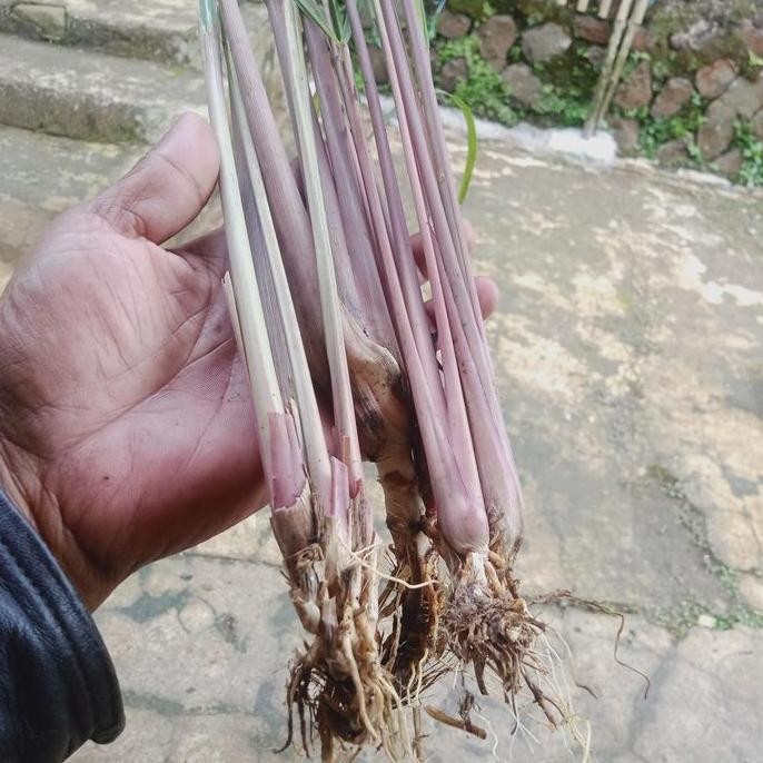 

Terlaris Bibit Sereh Merah Berakar 1 Pohon