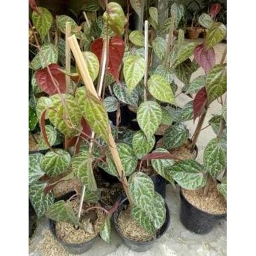 

Terlaris Bibit Tanaman Suruh Sirih Merah