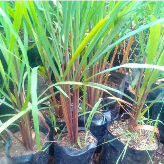 

Terlaris Bibit Tanaman Sereh Merah , Sereh Wangi,Bibit Sudah Subur Dan Barakar