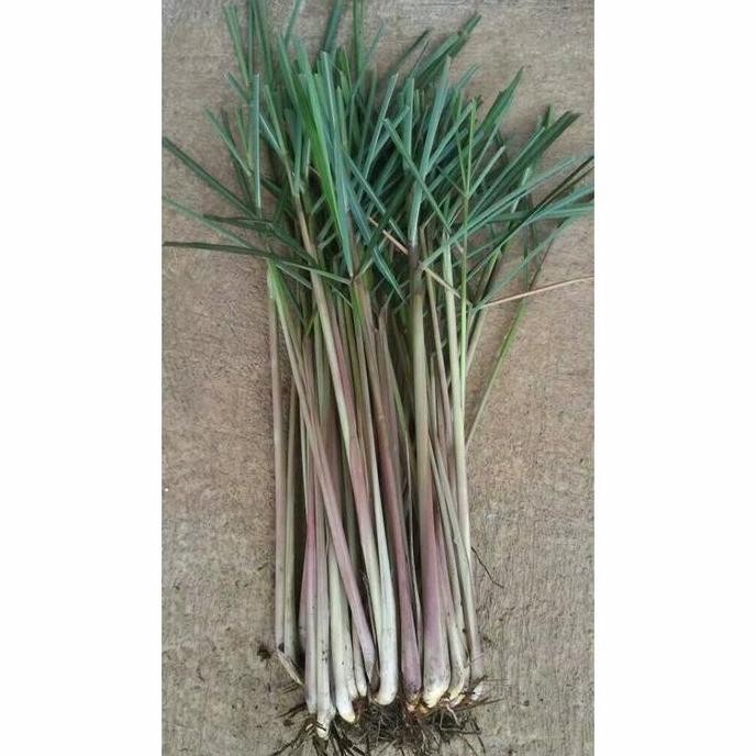 

Terlaris Bibit Sereh Wangi Per10 Bibit