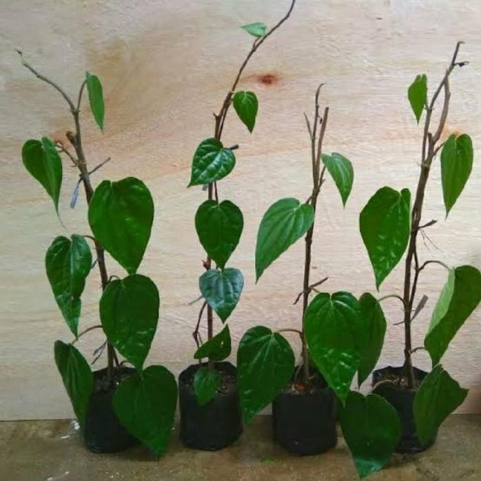 

Terlaris Bibit Tanaman Herbal Sirih Hijau
