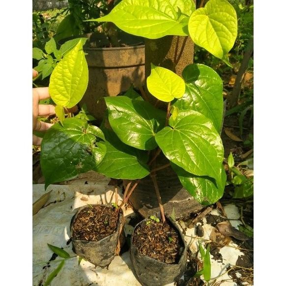 

Terlaris Ready Terlaris Bibit Sirih Hijau Tanaman Herbal Instan Sirih Hijau