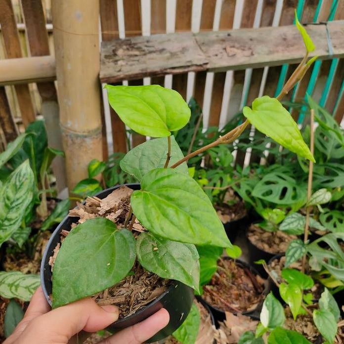 

Terlaris Bibit Tanaman Sirih Hijau Obat Antibiotik