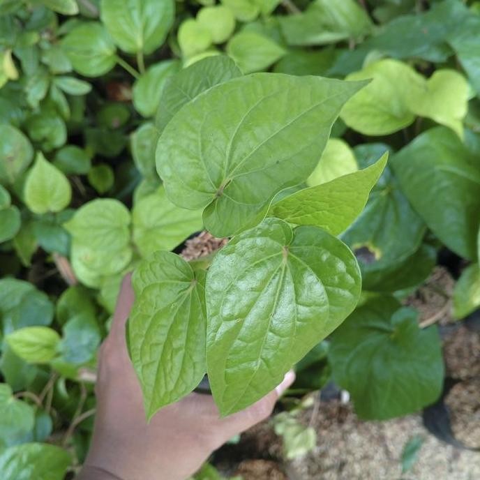 

Terlaris Tanaman Herbal Sirih Hijau / Bibit Tanaman Obat Herbal Sirih Hijau