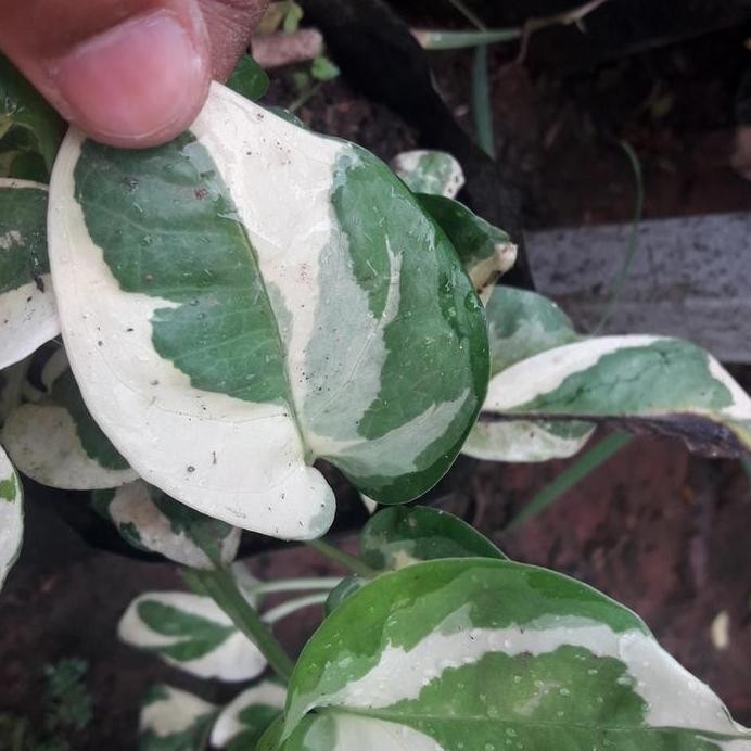 

Terlaris Bibit Tanaman Hias Gantung Cantik Sirih Gading Enjoy, Njoy