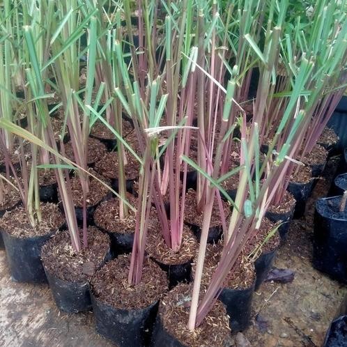 

Terlaris Bibit Sereh Merah Bibit Tanaman Super Unggul Asli Original