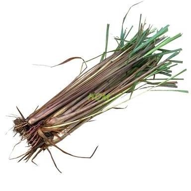 

Terlaris 4 Batang Bibit Sereh Wangi Atau Serai Merah Organik