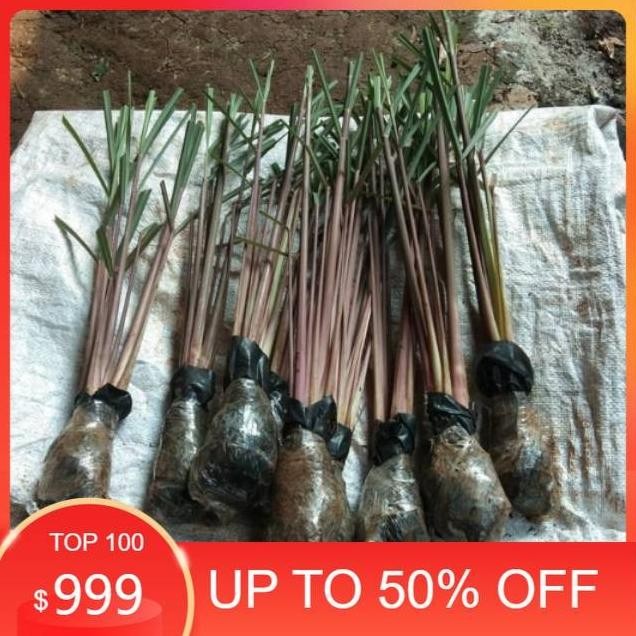 

Terlaris Cod!! Bibit Tanaman/Herbal Pohon Sereh Merah