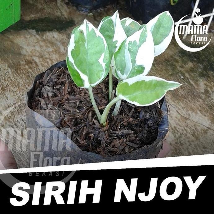 

Terlaris Benih Bibit Tanaman Hias Sirih Njoy Untuk Pot Gantung, Enjoy Rambat