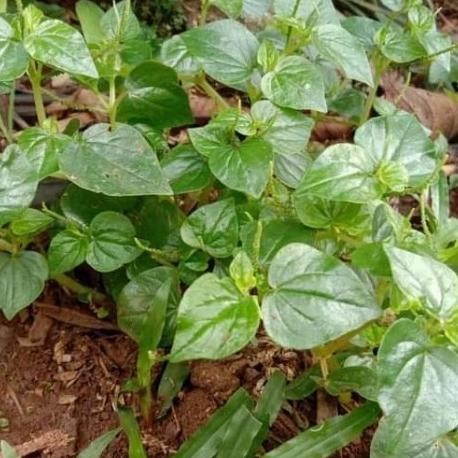 

Terlaris Bibit Tanaman Daun Sirih Cina - Ketupang Air - Daun Suruhan