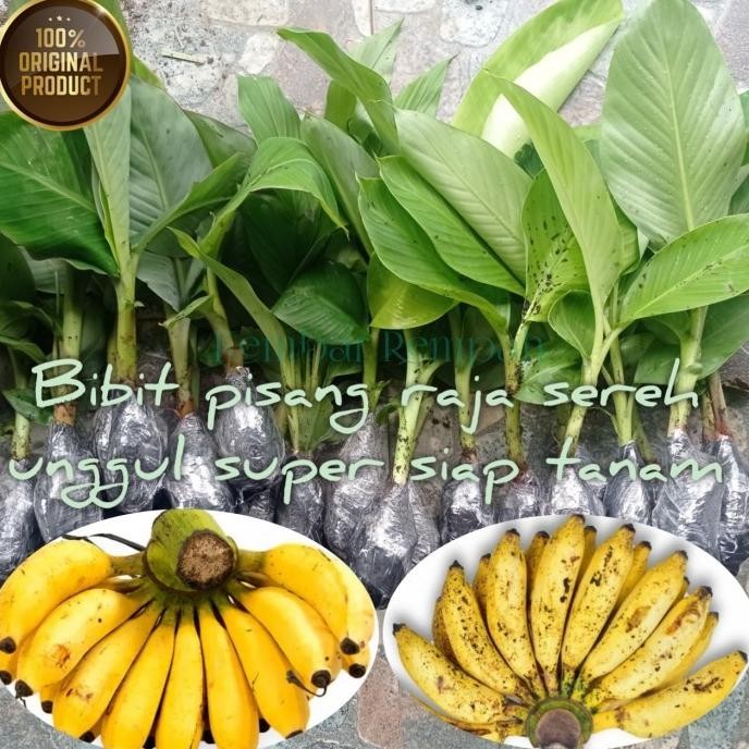 

Terlaris Termurah Bibit Pohon Pisang Raja Sereh Super Siap Siap Tanam