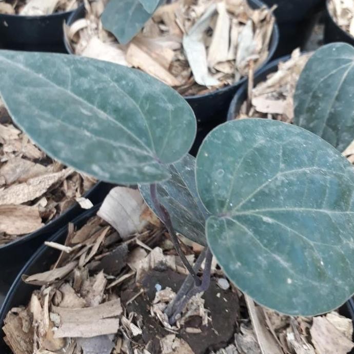 Terlaris Bibit Sirih Hitam / Sirih Hitam / Sirih