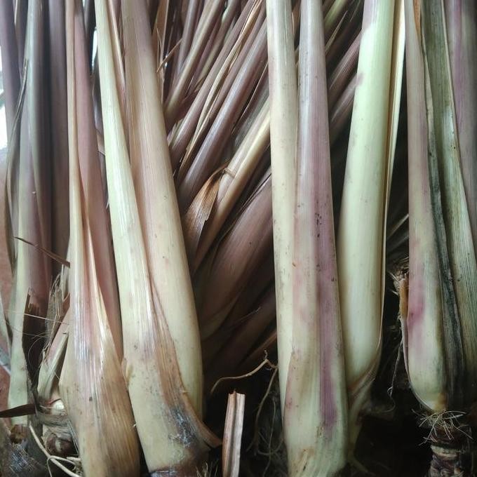 

Terlaris Jual Bibit Sereh Merah Sereh Wangi 1 Kg