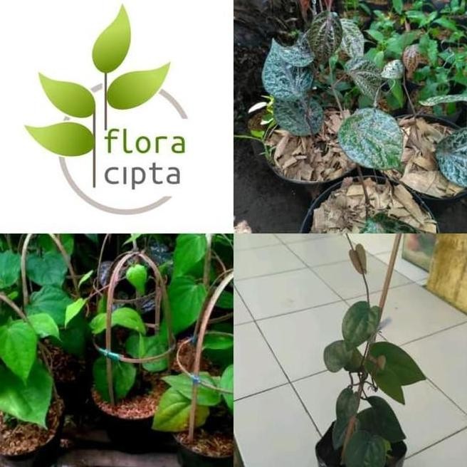 

Terlaris Terlaris L3N Paket 3 Bibit Tanaman Daun Sirih (Obat Herbal)