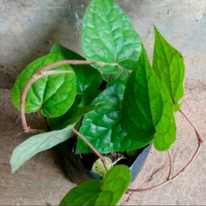 

Terlaris Promo Bibit Stek Sirih Hijau - Stek Suruh Hijau