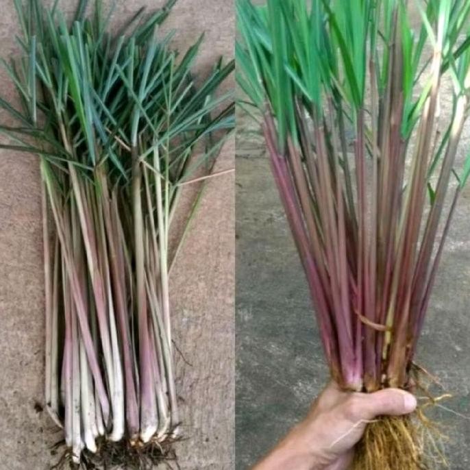 

Terlaris Bibit Sereh Serai Wangi Merah Siap Tanam