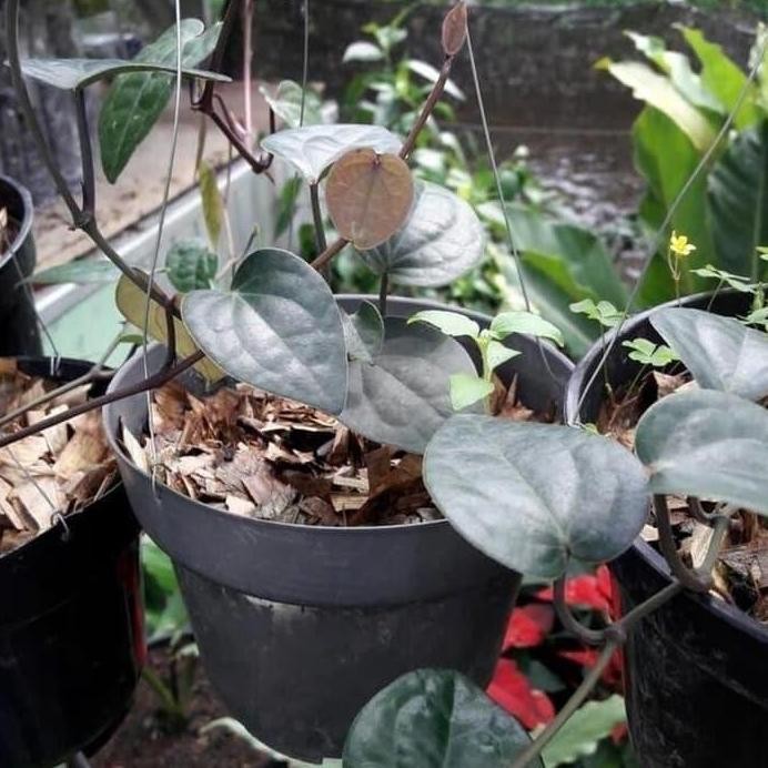 

Terlaris Ind4K Bibit Tanaman Daun Sirih Hitam (Obat Herbal) Bibit Buah! Oyee
