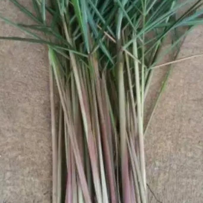 

Terlaris Bibit Sereh Wangi Tanaman