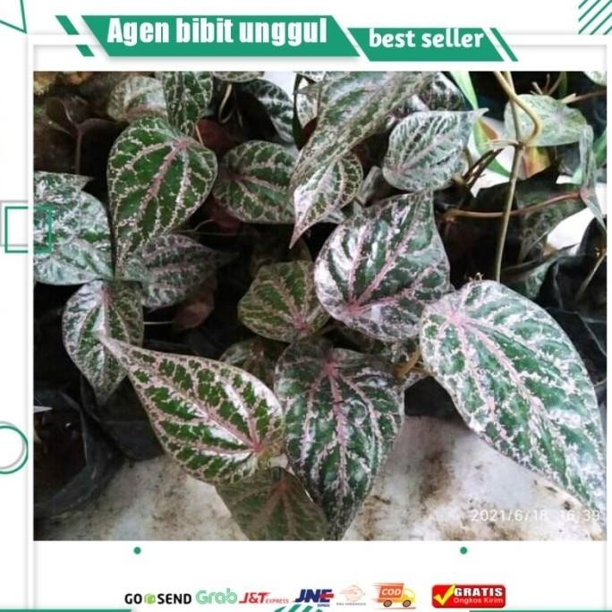 

Terlaris Bibit Daun Sirih Merah