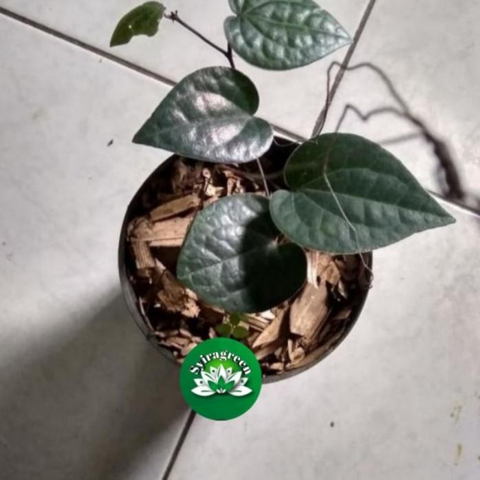 Terlaris Bibit Sirih Hitam Asli Jawa
