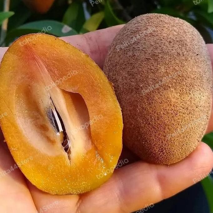 

BARU SAWO MADU SUPER MATANG POHONG