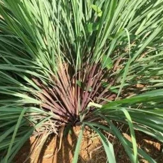 

Terlaris Tanaman Herbal Sirih Wangi,Sereh Wangi,Sereh Bereum,Bibit Sereh