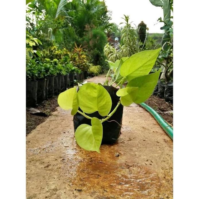 

Terlaris Bibit Tanaman Hias Gantung Sirih Gading Kuning Lemon Love -Dbr