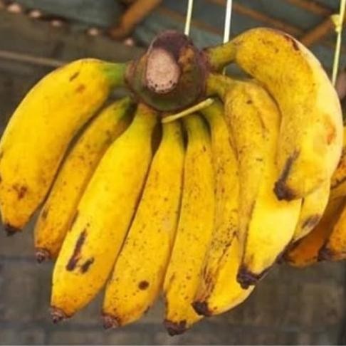 

Terlaris Bibit Tanaman Buah Pisang Raja Sereh Unggul