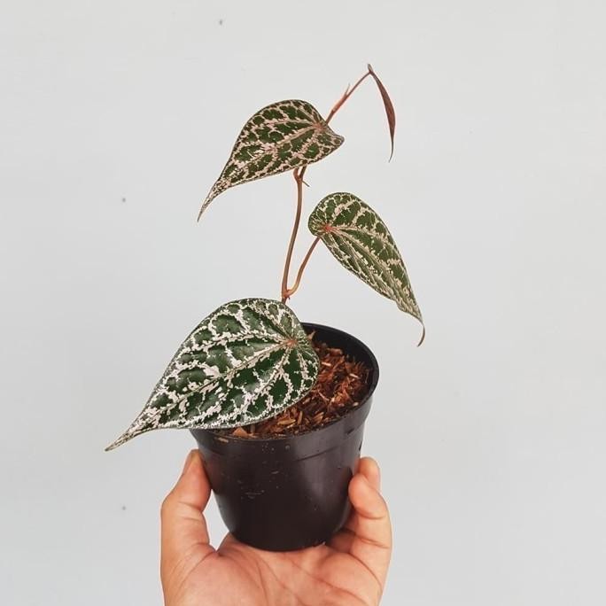 

Terlaris Piper Crocatum / Sirih Merah - Bibit Tanaman Obat Herbal / Houseplant