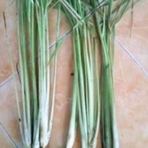 

Terlaris Bibit Sereh Serey Bumbu Masak Per 500Gram