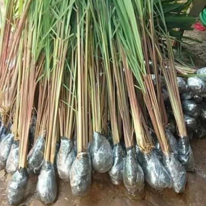 

Terlaris Bibit Sereh Merah/Wangi