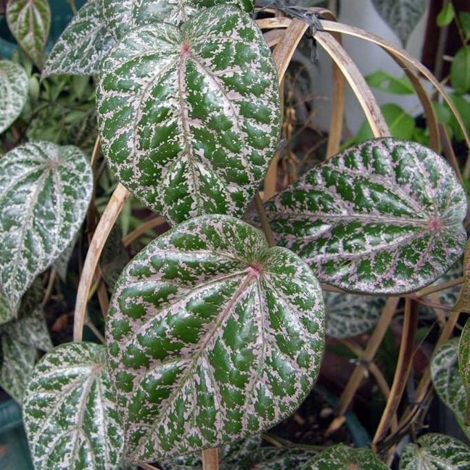 

Terlaris Tanaman Obat Daun Sirih Merah - Bibit Toga Herbal