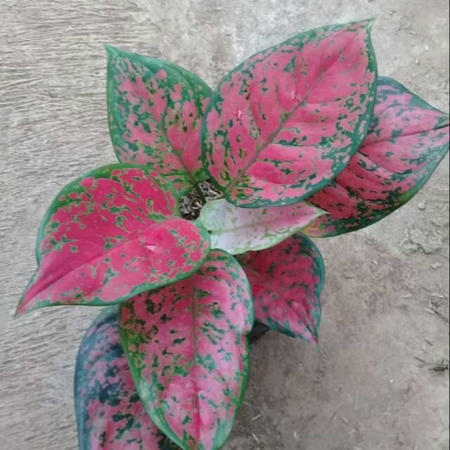 Tanaman Hias Aglo Dud Anjamani -  Bunga Aglonema