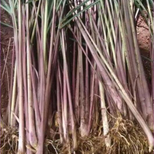 

Terlaris Bibit Sereh Wangi / Sereh Merah