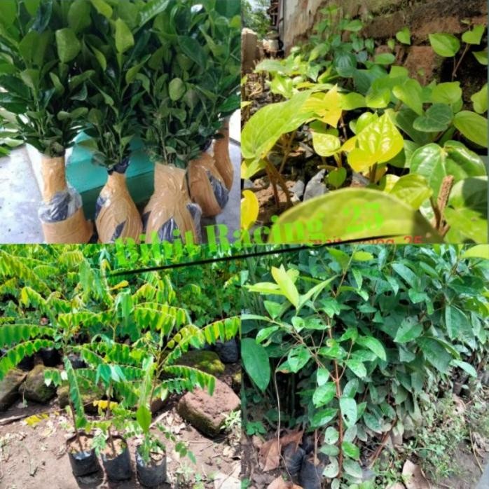 

Terlaris Ww Paket!! Bibit Jeruk Purut - Daun Sirih Hijau - Belimbing Wuluh -
