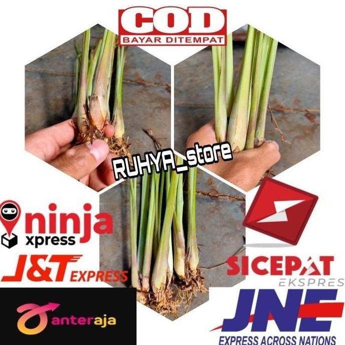 

Terlaris Ready Bibit Sereh Bumbu -Sereh Sayur -Sereh Lanang Herbal Segar