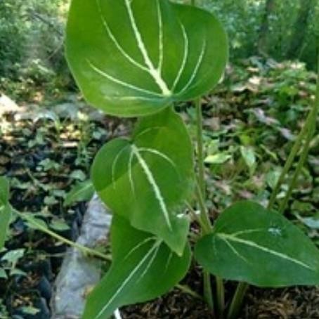 

Terlaris Bibit/Bonggol Keladi Balon Sirih